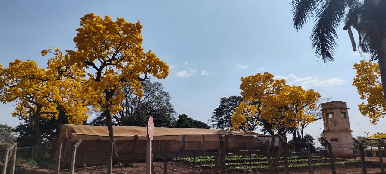 Foto 7 de 31 — Florada dos ipês dá novo colorido a Araraquara e internautas enviam fotos; veja